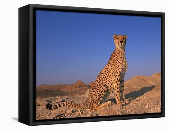 Cheetah, Tsaobis Leopard Park, Namibia-Tony Heald-Framed Stretched Canvas
