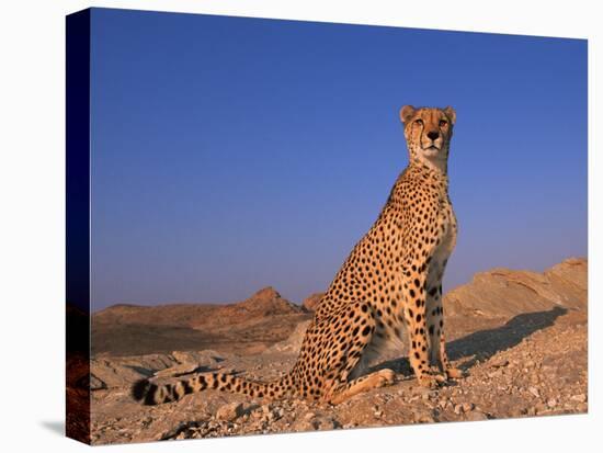 Cheetah, Tsaobis Leopard Park, Namibia-Tony Heald-Stretched Canvas