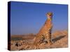 Cheetah, Tsaobis Leopard Park, Namibia-Tony Heald-Stretched Canvas