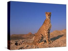 Cheetah, Tsaobis Leopard Park, Namibia-Tony Heald-Stretched Canvas