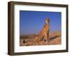 Cheetah, Tsaobis Leopard Park, Namibia-Tony Heald-Framed Premium Photographic Print