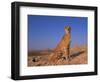 Cheetah, Tsaobis Leopard Park, Namibia-Tony Heald-Framed Premium Photographic Print