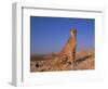 Cheetah, Tsaobis Leopard Park, Namibia-Tony Heald-Framed Premium Photographic Print