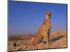 Cheetah, Tsaobis Leopard Park, Namibia-Tony Heald-Mounted Premium Photographic Print