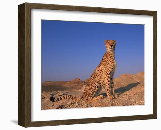 Cheetah, Tsaobis Leopard Park, Namibia-Tony Heald-Framed Photographic Print