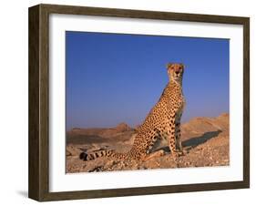 Cheetah, Tsaobis Leopard Park, Namibia-Tony Heald-Framed Photographic Print