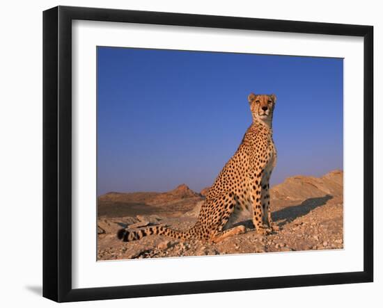 Cheetah, Tsaobis Leopard Park, Namibia-Tony Heald-Framed Photographic Print