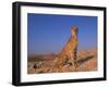 Cheetah, Tsaobis Leopard Park, Namibia-Tony Heald-Framed Photographic Print