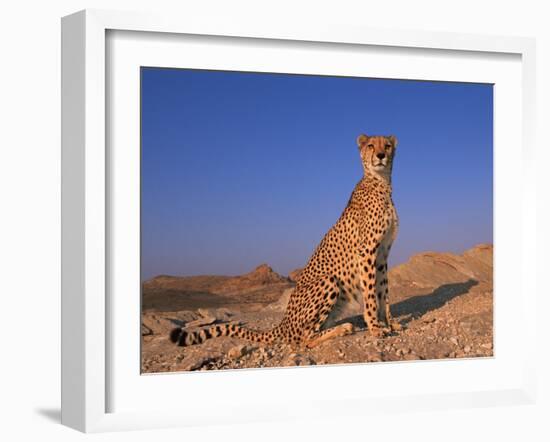 Cheetah, Tsaobis Leopard Park, Namibia-Tony Heald-Framed Photographic Print