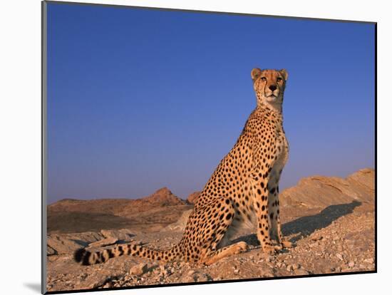 Cheetah, Tsaobis Leopard Park, Namibia-Tony Heald-Mounted Photographic Print