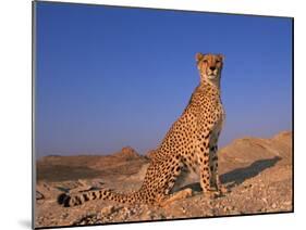 Cheetah, Tsaobis Leopard Park, Namibia-Tony Heald-Mounted Photographic Print