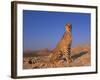 Cheetah, Tsaobis Leopard Park, Namibia-Tony Heald-Framed Photographic Print