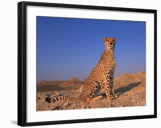 Cheetah, Tsaobis Leopard Park, Namibia-Tony Heald-Framed Photographic Print