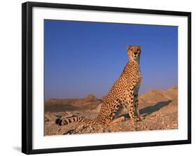 Cheetah, Tsaobis Leopard Park, Namibia-Tony Heald-Framed Photographic Print