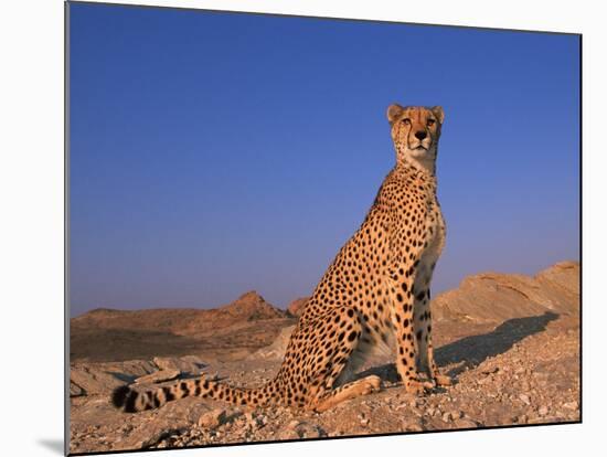 Cheetah, Tsaobis Leopard Park, Namibia-Tony Heald-Mounted Photographic Print