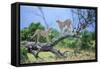 Cheetah Two on Branch-null-Framed Stretched Canvas