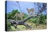 Cheetah Two on Branch-null-Stretched Canvas