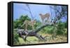 Cheetah Two on Branch-null-Framed Stretched Canvas