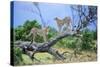 Cheetah Two on Branch-null-Stretched Canvas