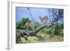 Cheetah Two on Branch-null-Framed Photographic Print