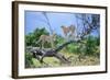 Cheetah Two on Branch-null-Framed Photographic Print