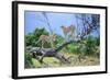 Cheetah Two on Branch-null-Framed Photographic Print