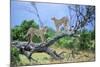 Cheetah Two on Branch-null-Mounted Photographic Print