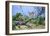 Cheetah Two on Branch-null-Framed Photographic Print