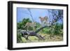 Cheetah Two on Branch-null-Framed Photographic Print
