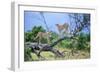 Cheetah Two on Branch-null-Framed Photographic Print