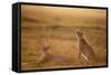 Cheetah Two Resting at Sunset-null-Framed Stretched Canvas