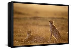 Cheetah Two Resting at Sunset-null-Framed Stretched Canvas