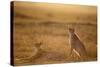 Cheetah Two Resting at Sunset-null-Stretched Canvas