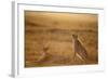 Cheetah Two Resting at Sunset-null-Framed Photographic Print