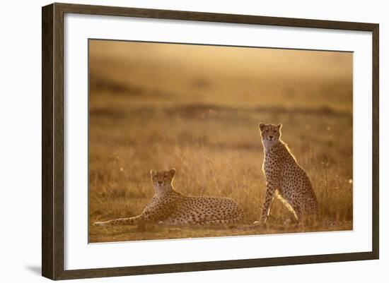 Cheetah Two Resting at Sunset-null-Framed Photographic Print