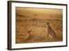 Cheetah Two Resting at Sunset-null-Framed Photographic Print