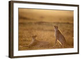 Cheetah Two Resting at Sunset-null-Framed Photographic Print