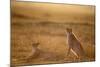 Cheetah Two Resting at Sunset-null-Mounted Photographic Print
