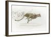 Cheetah v.2-James Wiens-Framed Art Print