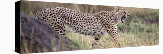 Cheetah Walking in a Field-null-Stretched Canvas