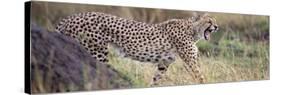 Cheetah Walking in a Field-null-Stretched Canvas