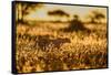 Cheetah walking through long grass at sunrise, Tanzania-Nick Garbutt-Framed Stretched Canvas