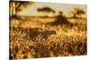 Cheetah walking through long grass at sunrise, Tanzania-Nick Garbutt-Stretched Canvas