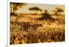 Cheetah walking through long grass at sunrise, Tanzania-Nick Garbutt-Framed Photographic Print