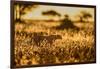 Cheetah walking through long grass at sunrise, Tanzania-Nick Garbutt-Framed Photographic Print