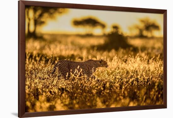 Cheetah walking through long grass at sunrise, Tanzania-Nick Garbutt-Framed Photographic Print