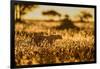 Cheetah walking through long grass at sunrise, Tanzania-Nick Garbutt-Framed Photographic Print