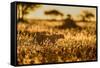 Cheetah walking through long grass at sunrise, Tanzania-Nick Garbutt-Framed Stretched Canvas