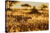 Cheetah walking through long grass at sunrise, Tanzania-Nick Garbutt-Stretched Canvas