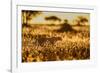 Cheetah walking through long grass at sunrise, Tanzania-Nick Garbutt-Framed Photographic Print